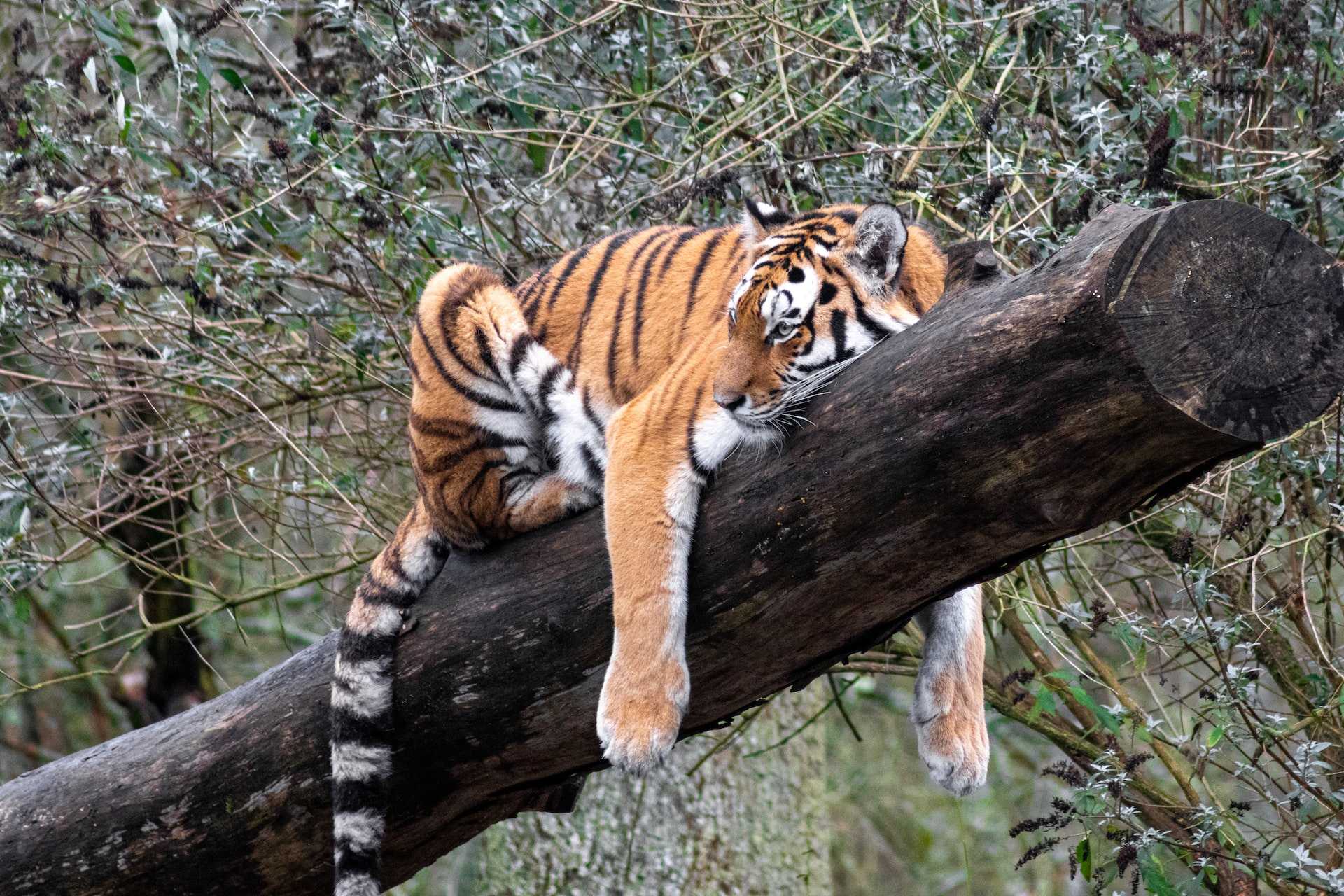 A big cat at Longleat Safari Park - Photo by George Gillams on Unsplash 