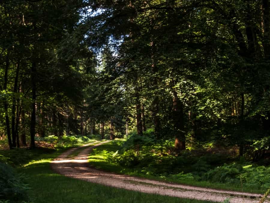Longer mountain bike rides in the New Forest (Nick Fewings/Unsplash)