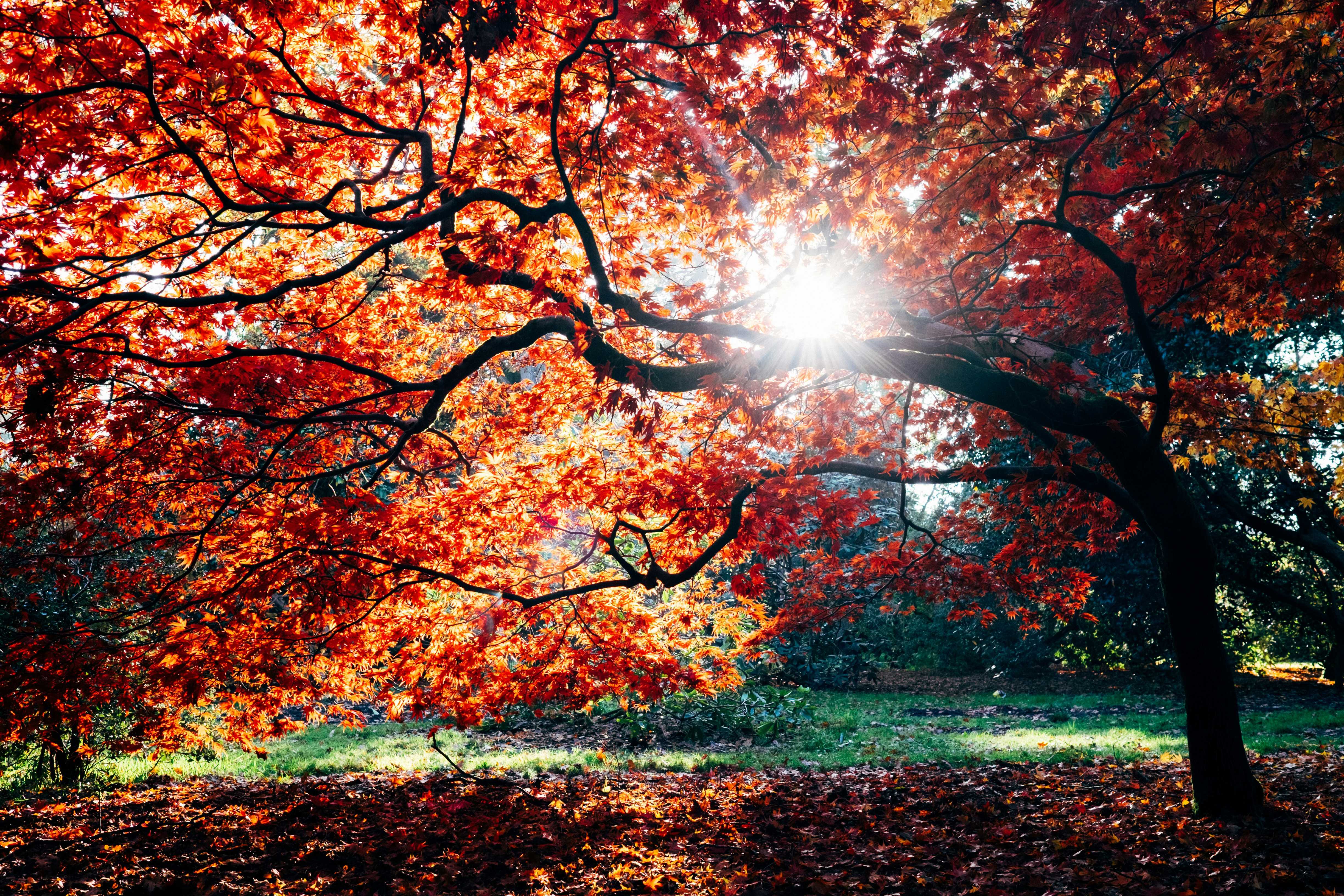 Westonbirt, The National Arboretum looking beautiful in autumn colours (Dan Freeman/Unsplash)