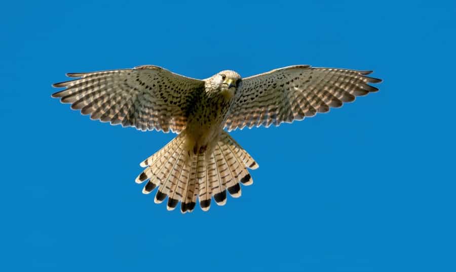Kestrel (Bob Brewer/Unsplash)