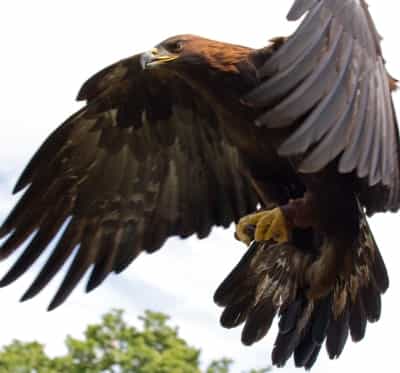 Golden eagle in flight. Pic by Tony Hasgett, Birmingham UK.