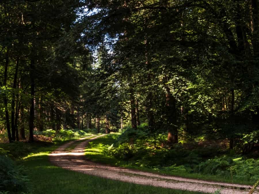New Forest, Hampshire (Nick Fewings/Unsplash)