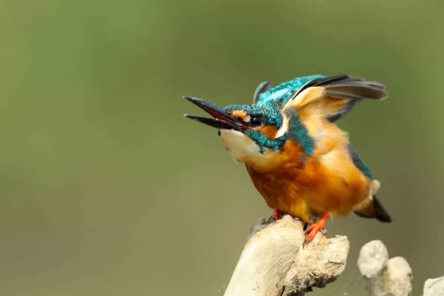 Kingfisher (Boris Smokrovic/Unsplash)