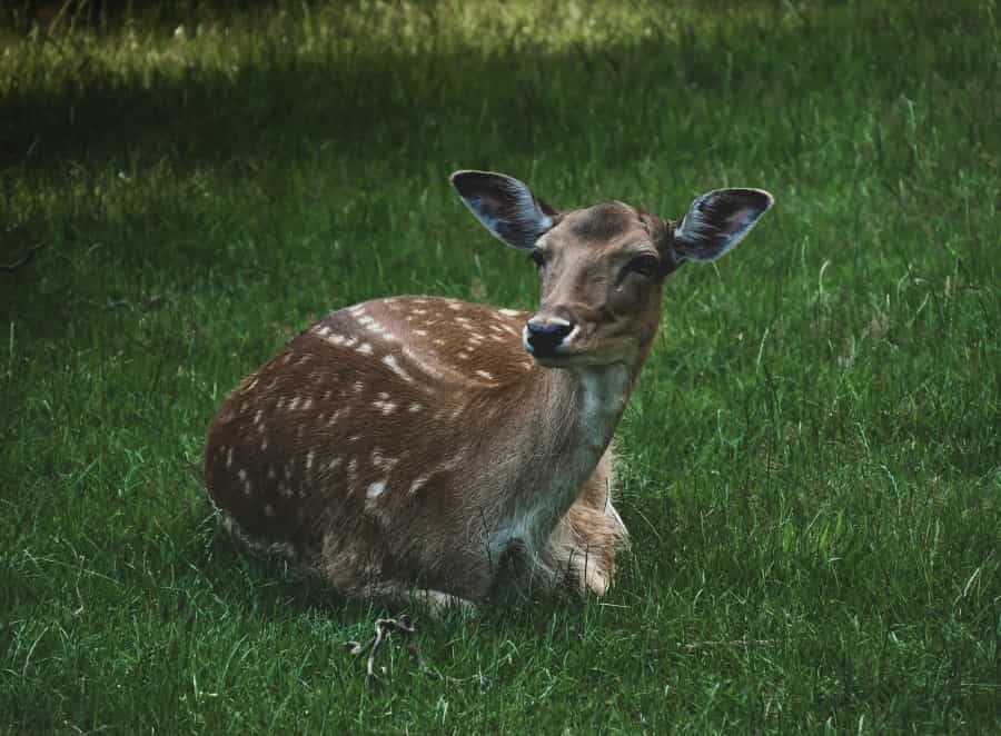 Look out for fallow deer as you pass the Bolderwood Deer Sanctuary (Amanda Kloska/Unsplash)