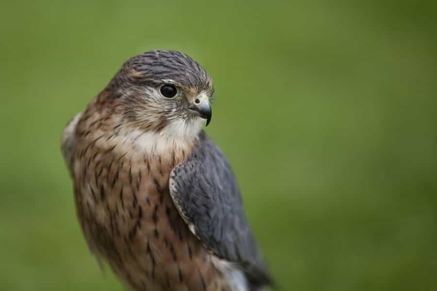 Now often seen on the moor, the merlin is the UK’s smallest raptor (Adriankirby/Pixabay)