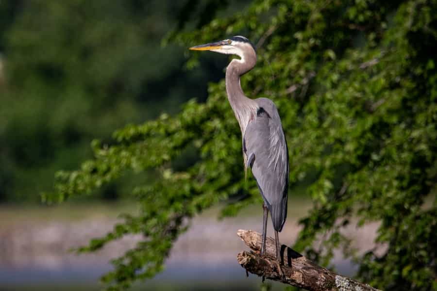 Herons can often be seen hunting in the Broads (Joshua J Cotten/Unsplash)