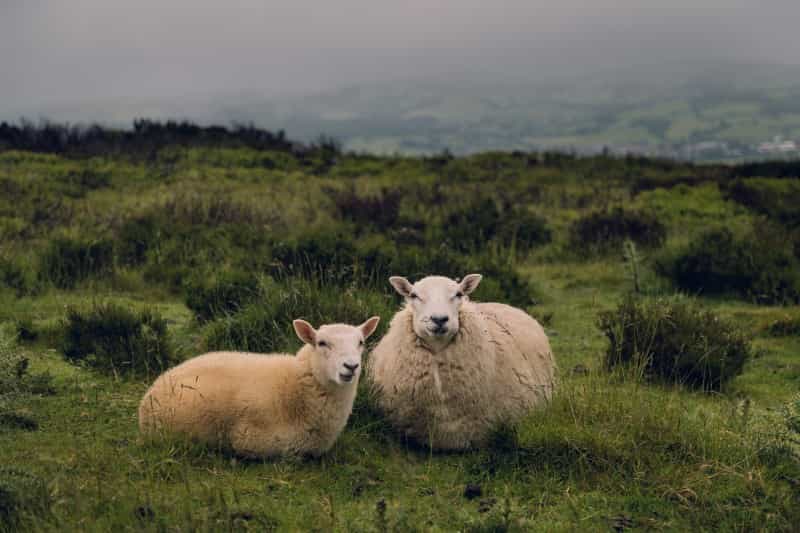 A couple of sheep on Moel Famau, Flintshire’s highest peak (Ambitious Creative Co. - Rick Barrett / Unsplash)