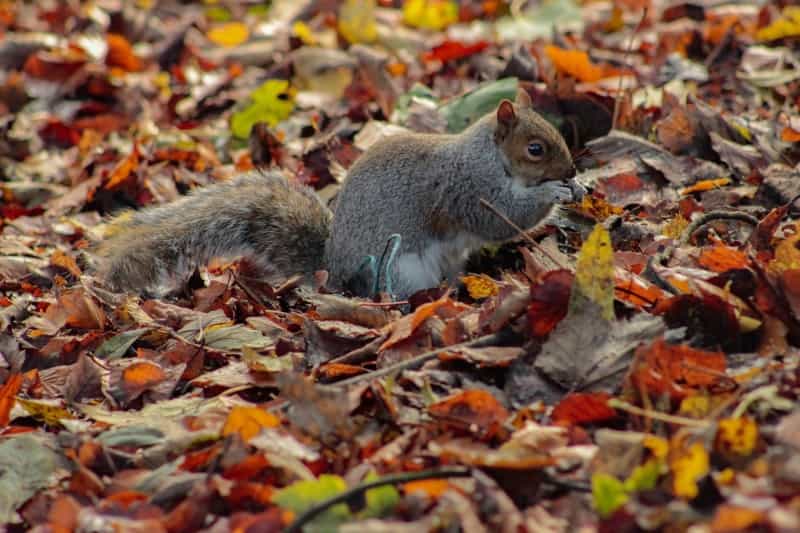 Spot the squirrels at Avenham and Miller Park in Preston (Abdullah Ali on Unsplash)