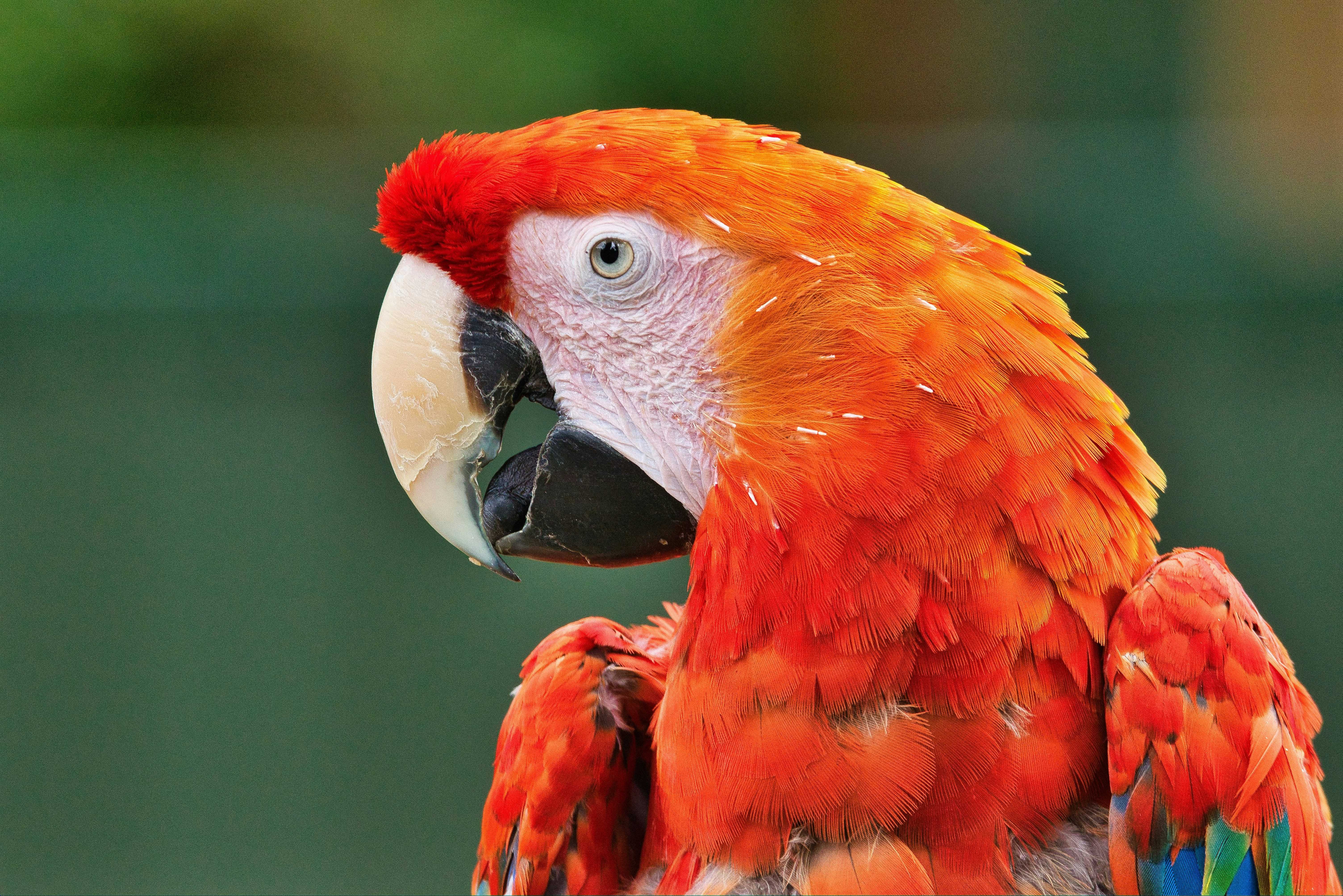 Meet the colourful parrots at Tropical Birdland (Steve Douglas/Unsplash)
