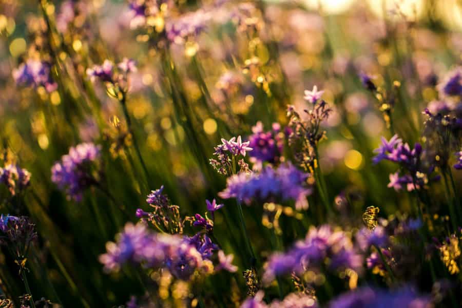 Wildflower meadows are hugely important for biodiversity (Jason Leung/Unsplash)