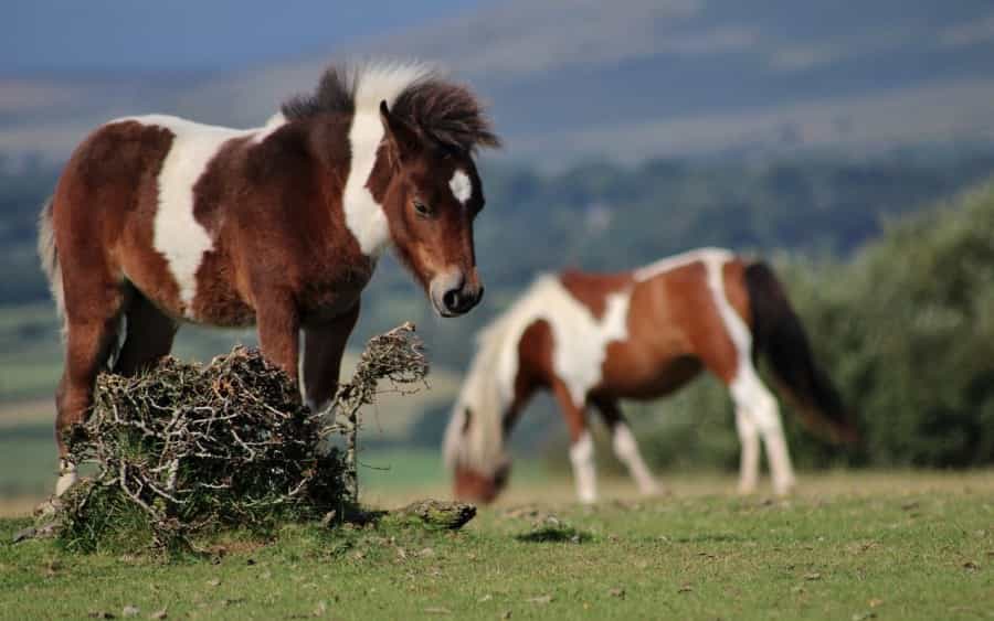 Look out for the famous wild ponies while you’re walking in Dartmoor (Linny Miles/Pixabay)