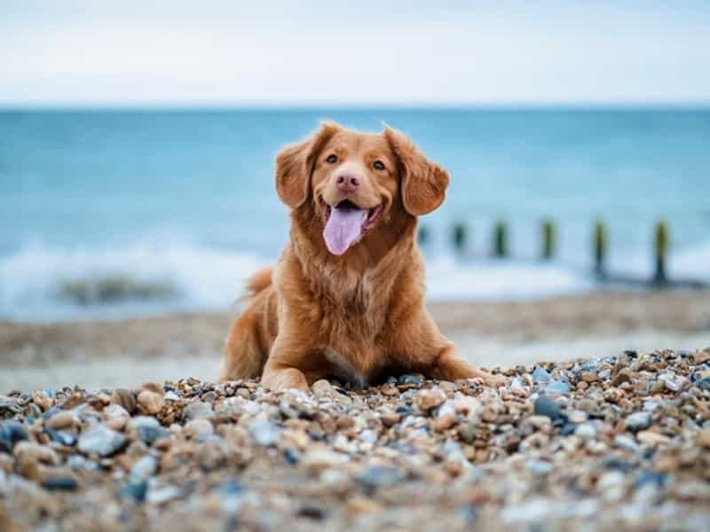 Walkies… (Jamie Street on Unsplash)