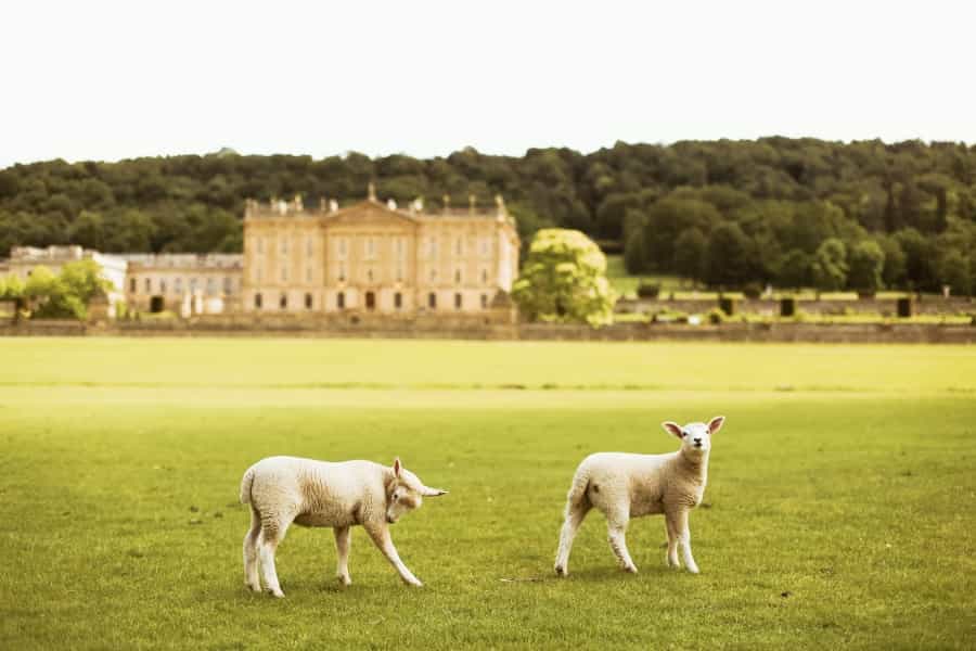 Spring lambs from the farm at Chatsworth House (Jessica Fadel/Unsplash)