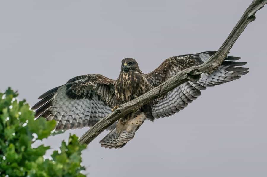 Buzzard (buteo buteo) are often seen hunting over Dartmoor moorland (Bob Brewer/Unsplash)