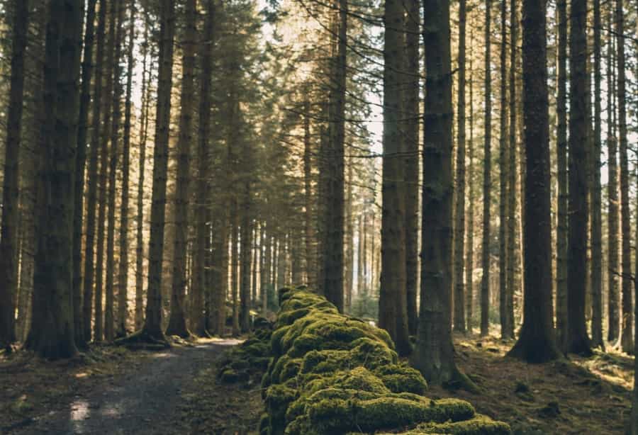 Kielder Forest (Amy Gatenby/Unsplash)