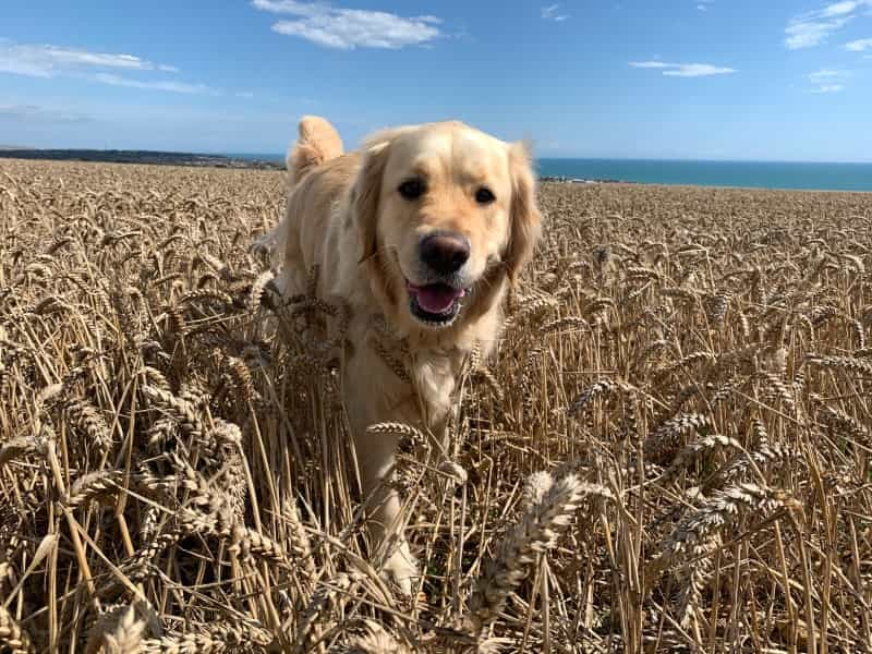 Walking with your dog on the South Downs Way (Michael Barnes / Unsplash)