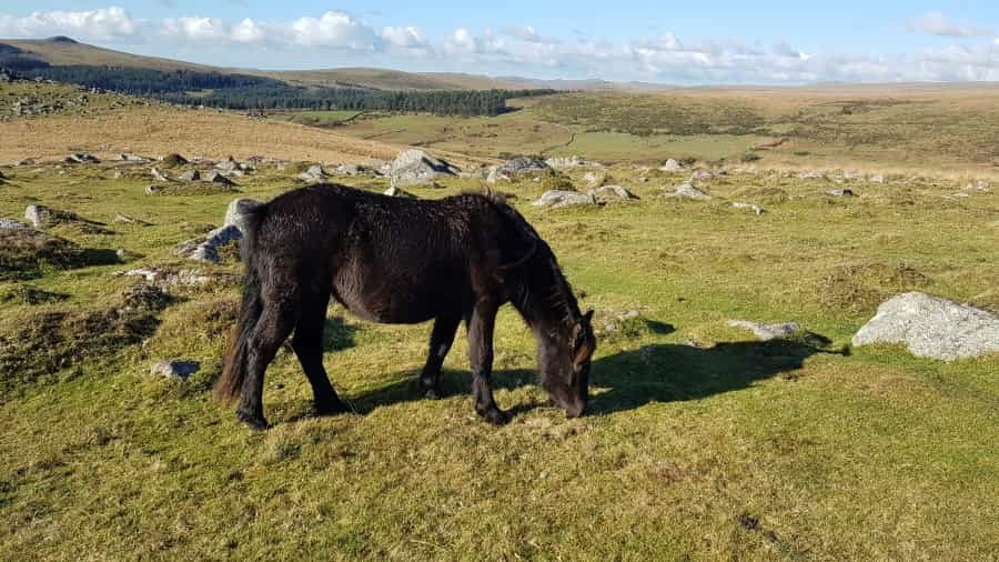 Dartmoor pony (Sue Winter/Unsplash)