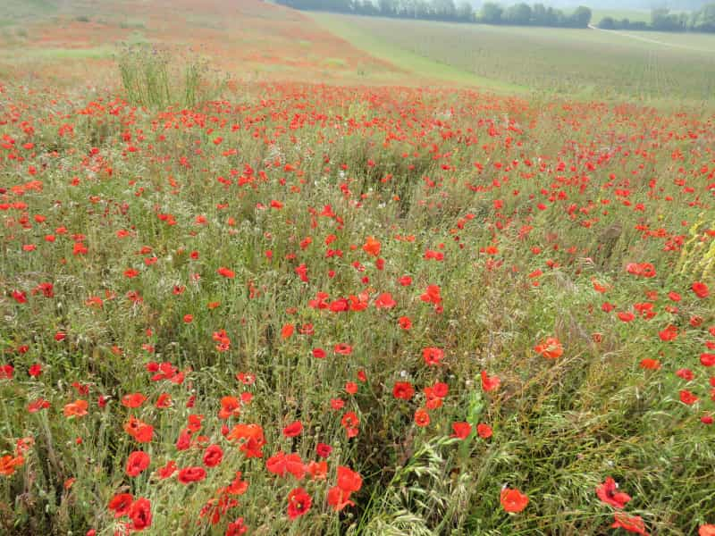 Poppy fields along the North Downs Way in early summer (Chris / Unsplash)