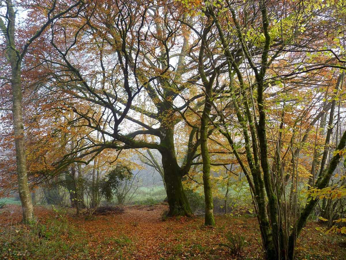 Autumn colours like these are on display throughout October