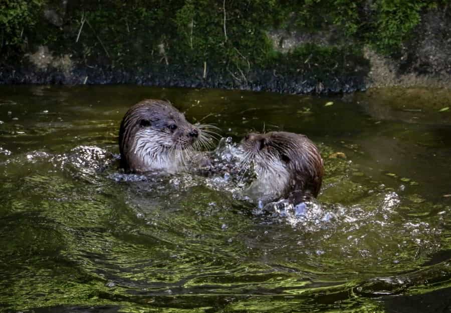 Otters live in the river Teign (Ray Harrington/Unsplash)