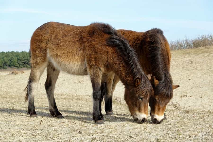 Meet the rugged ponies at Exmoor Pony Centre (Peter Hoogmoed/Unsplash)