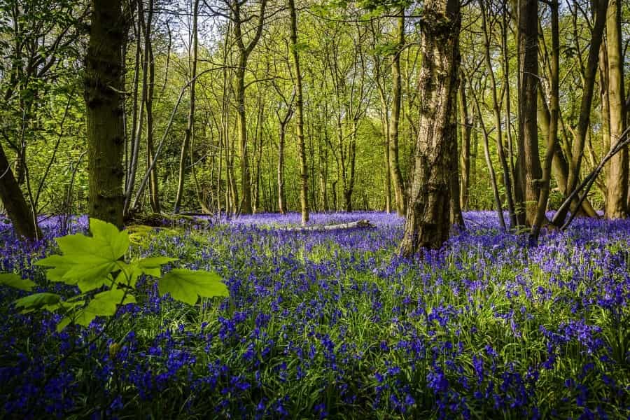 Bluebells carpet the ancient woodland in early spring (Les Whalley/Pixabay)