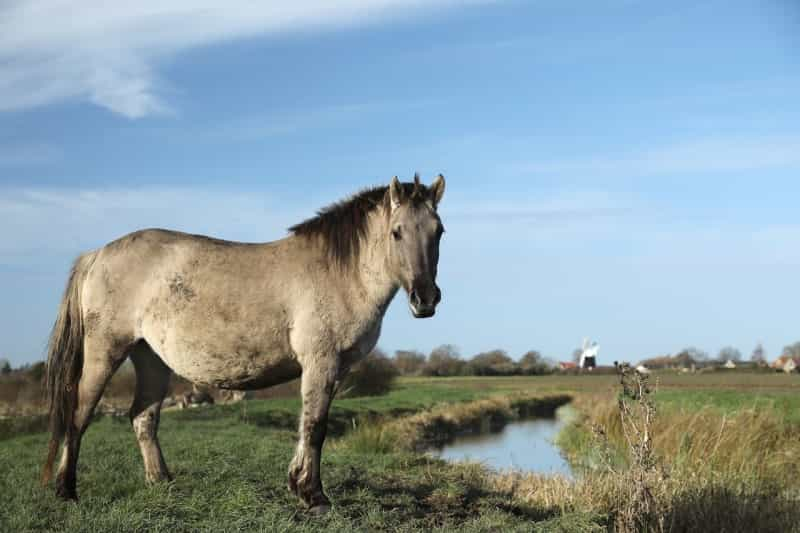 Konik pony at Wicken Fen (J Garget/Pixabay)