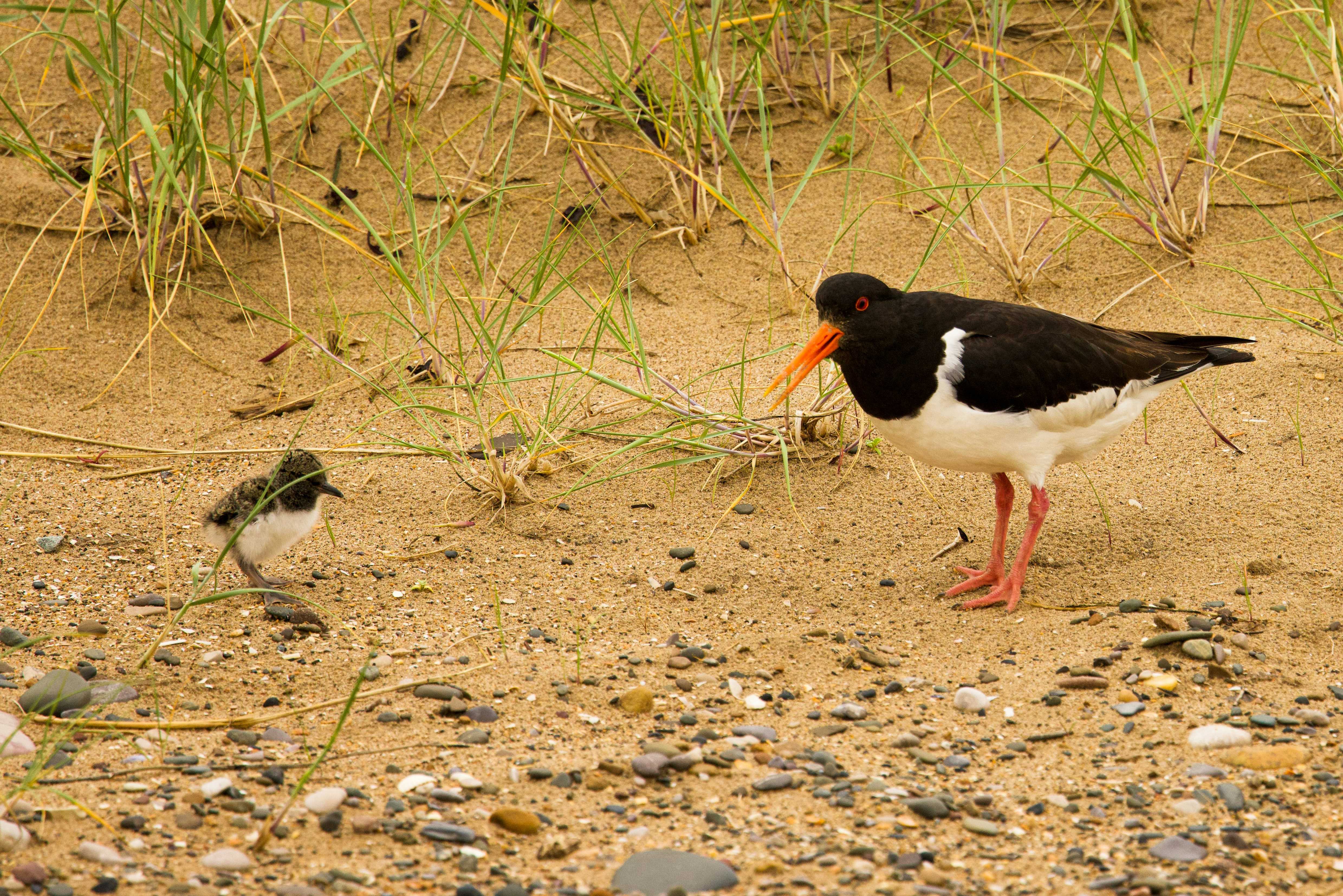 Oystercatchers are among the birds you might spot in the dunes (Heather Wilde/Unsplash)