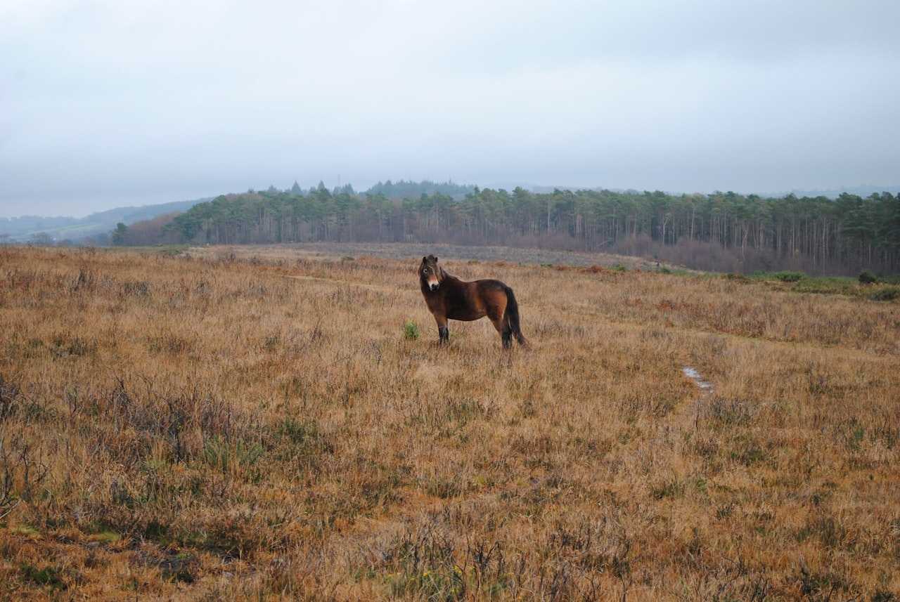 An Exmoor pony