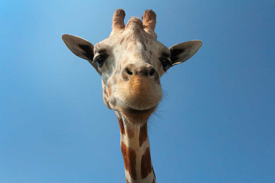 Giraffe, Marwell Zoo (Gary Bendig/Unsplash)