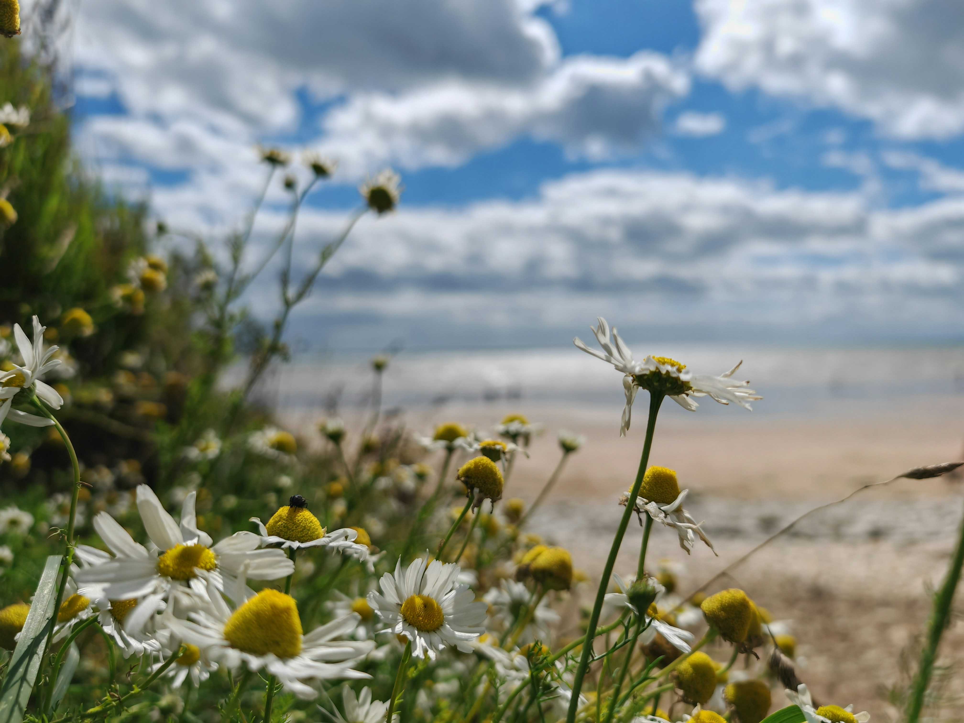 Wildflowers backing Dane’s Dyke beach near Bridlington (Sean P/Unsplash)