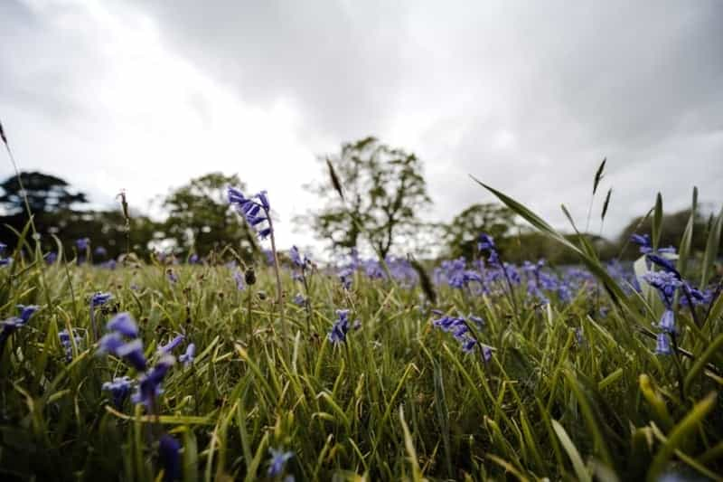 Wild bluebell meadow