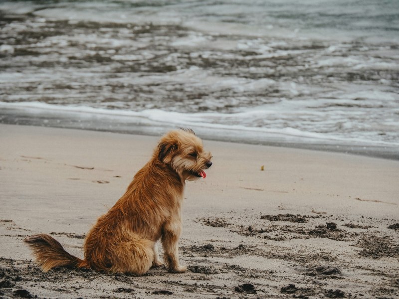 Dogs are welcome on the beach at Covehithe throughout the year (Lesya Soboleva/Unsplash)