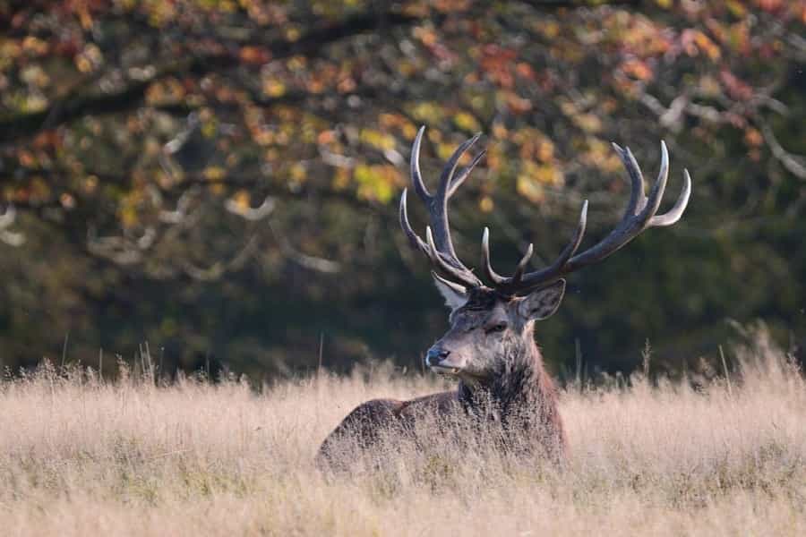 Red deer stag surveying his empire (Jggrz/Pixabay)