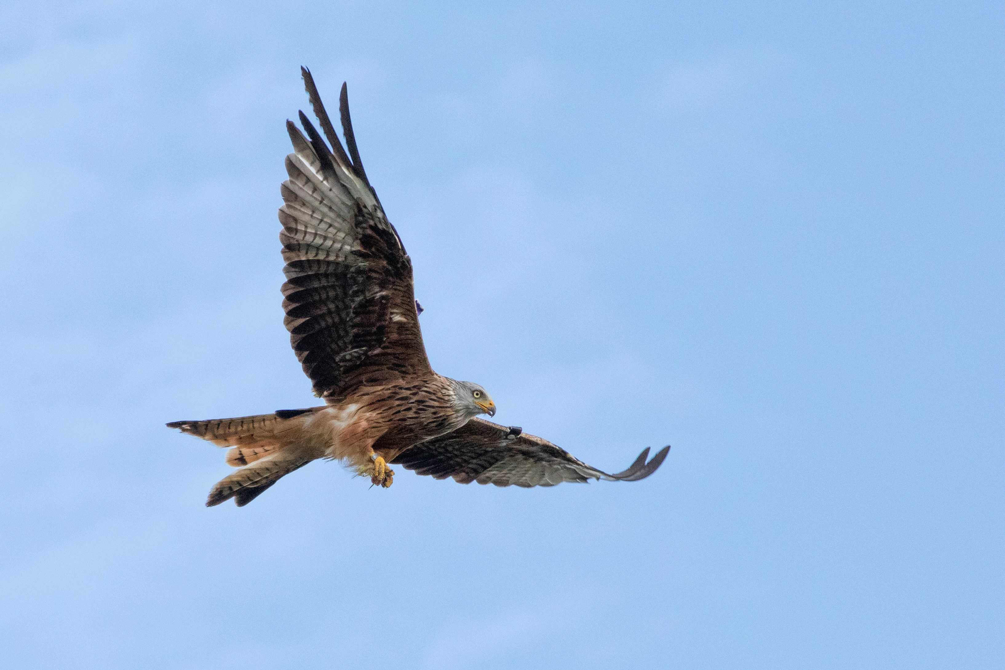 Look out for red kites flying overhead at Cors Caron (David Adams/Unsplash)