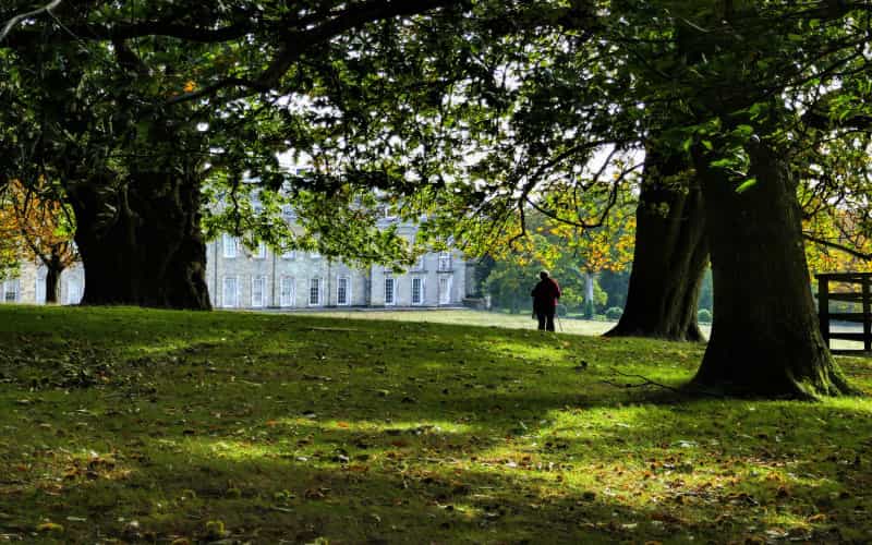 Explore the ancient trees on the grounds of Petworth House (Andy Newton on Unsplash)