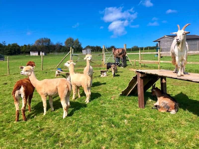 Broad Park Camping and Glamping is part of a friendly smallholding