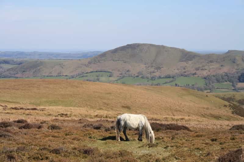  A horse on the Shropshire Hills (Michael Hartland/Pixabay)