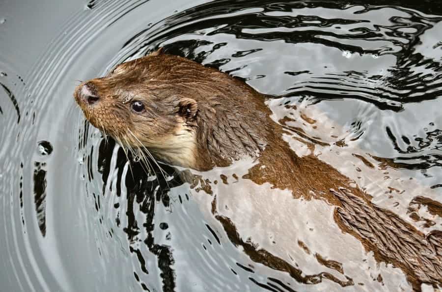 Otters are increasingly returning to the pristine waters of the national park (Wildfaces/Pixabay)