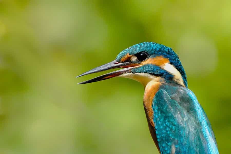 Kingfisher (DerWeg/Pixabay)