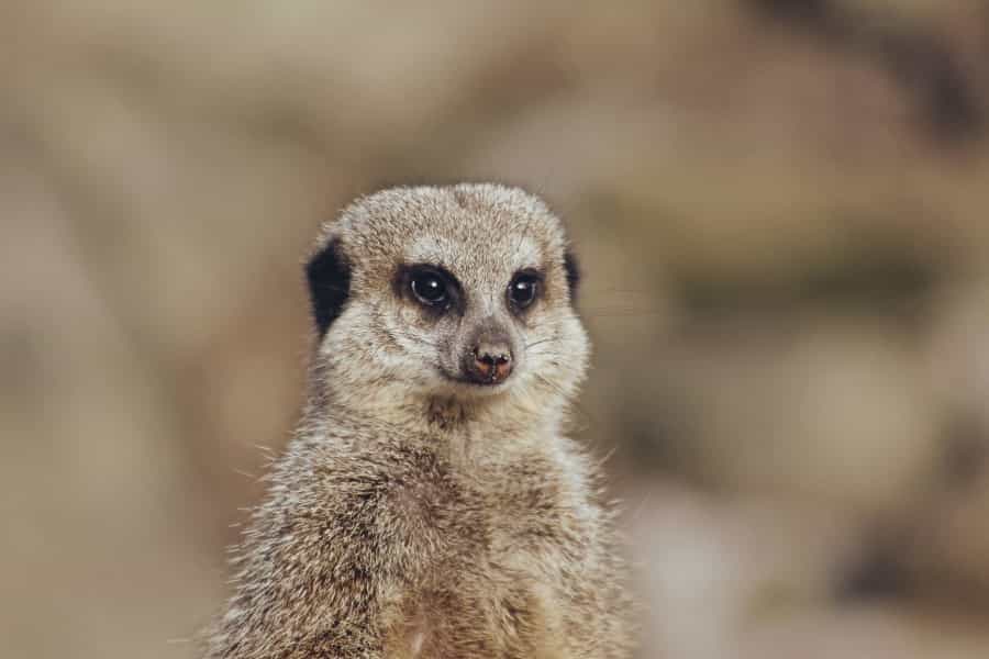 Meerkats – just one of the species that call Peak Wildlife Centre home (Journeys With Sean/Unsplash)