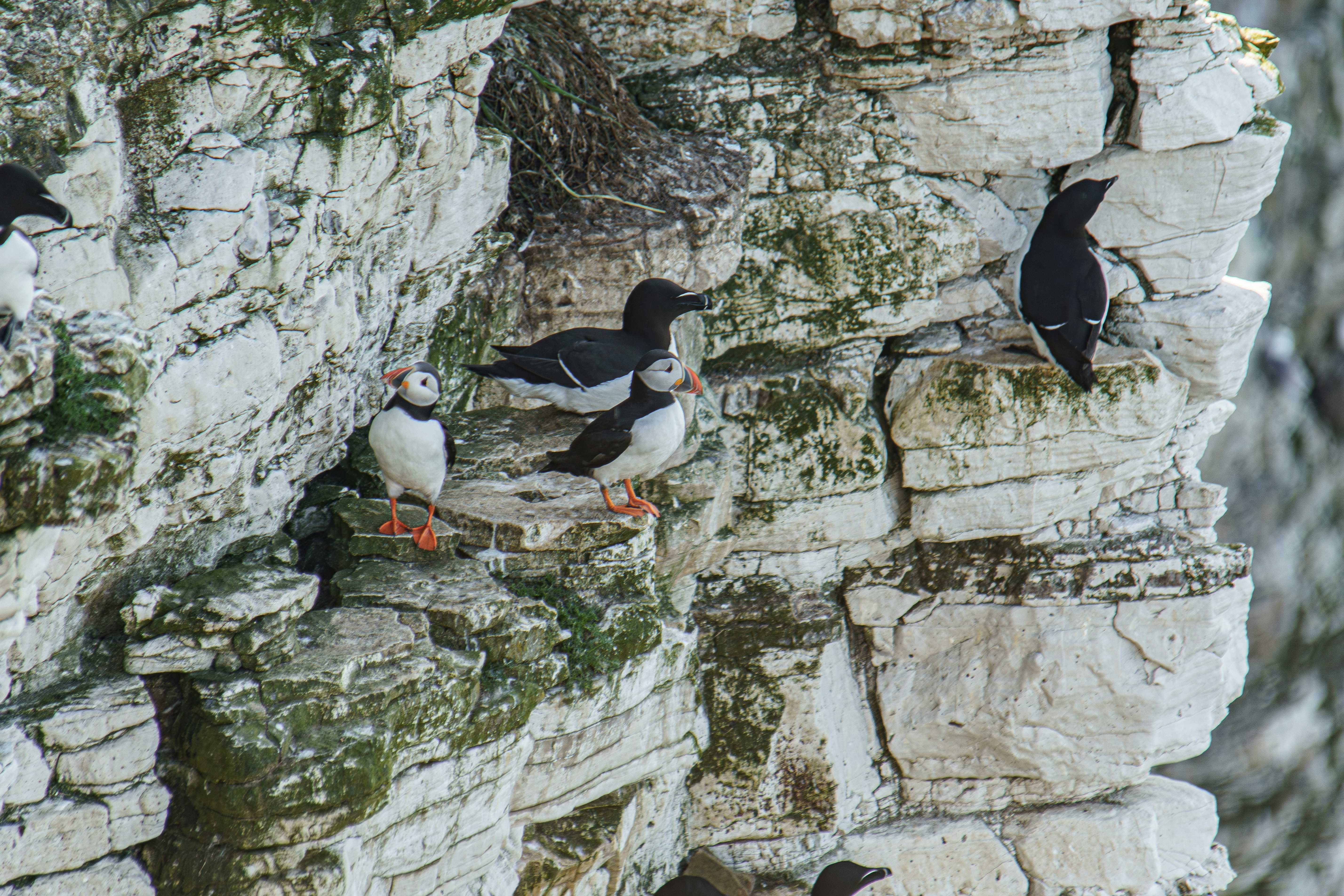 Puffins nesting on ledges at Bempton Cliffs (Howard Senton/Unsplash)