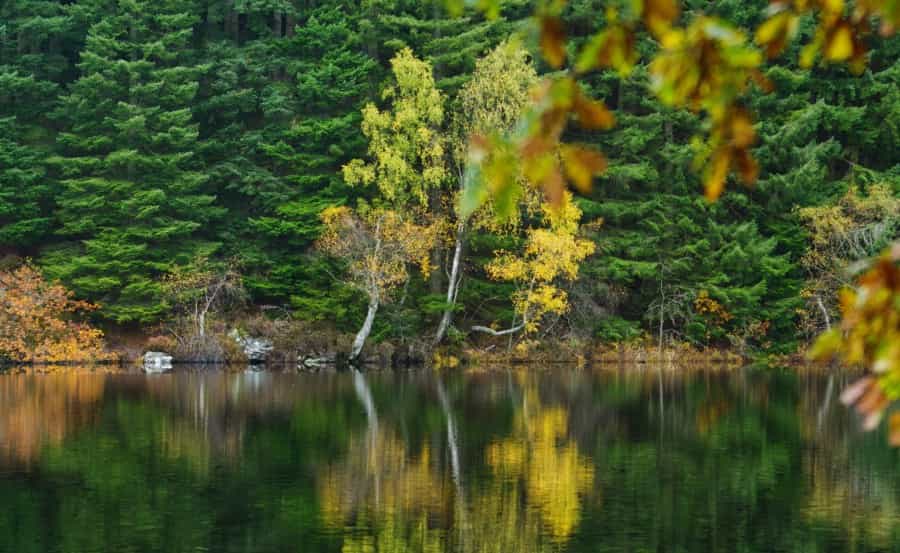 Trees by Loch Ard (Pete Crockett/Unsplash)