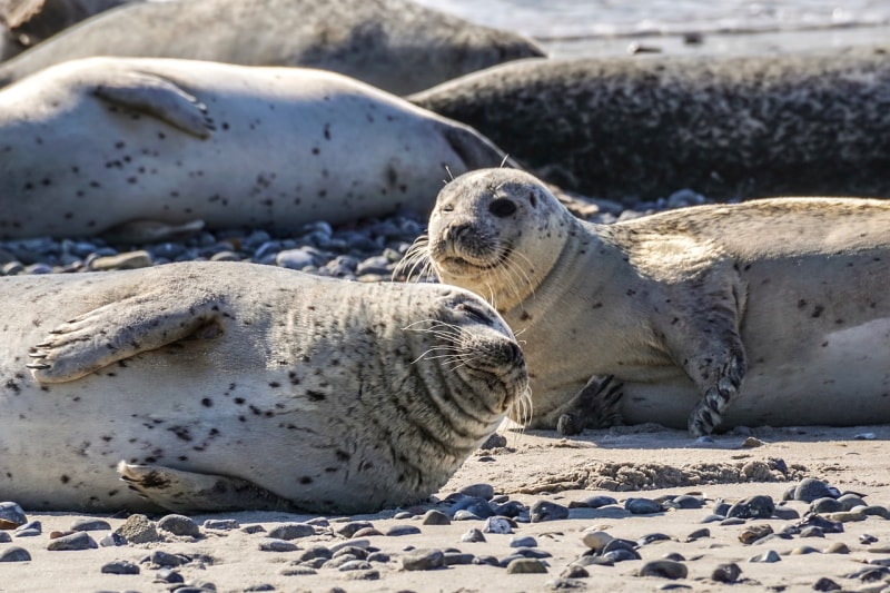 Norfolk is a great place to see seals (Pixabay)