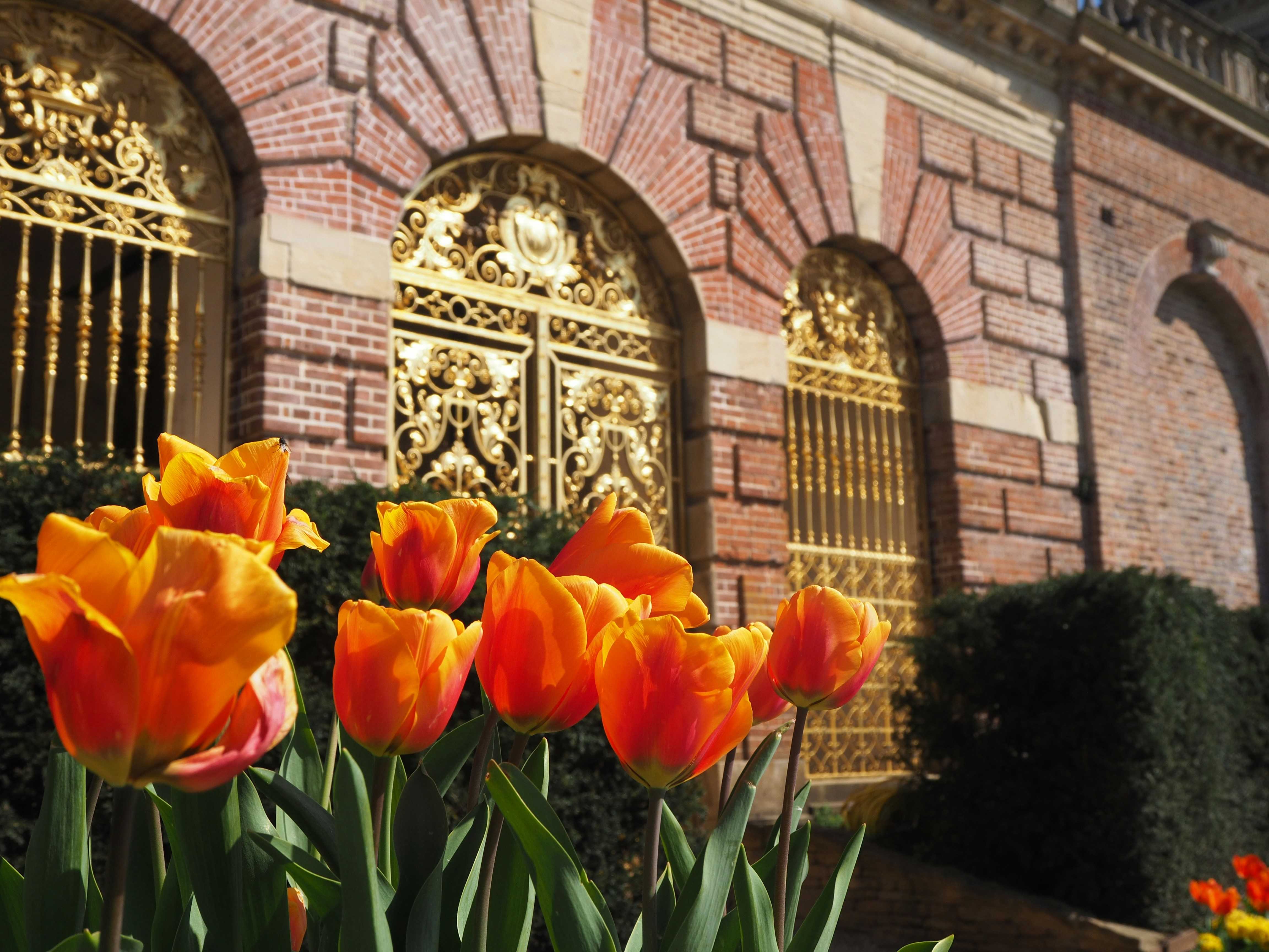Tulips in bloom at Cliveden (Mike Onslow/Unsplash)
