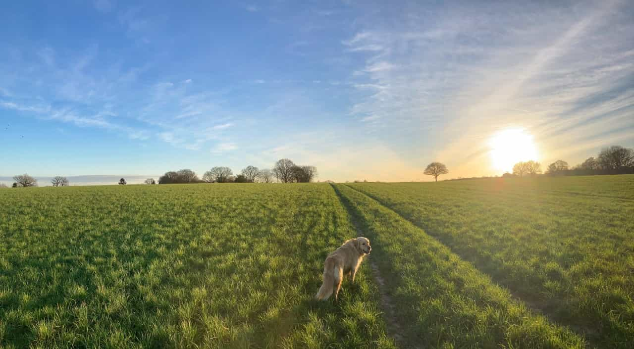 A stroll before sunset in the Kent countryside (Michael Barnes on Unsplash)