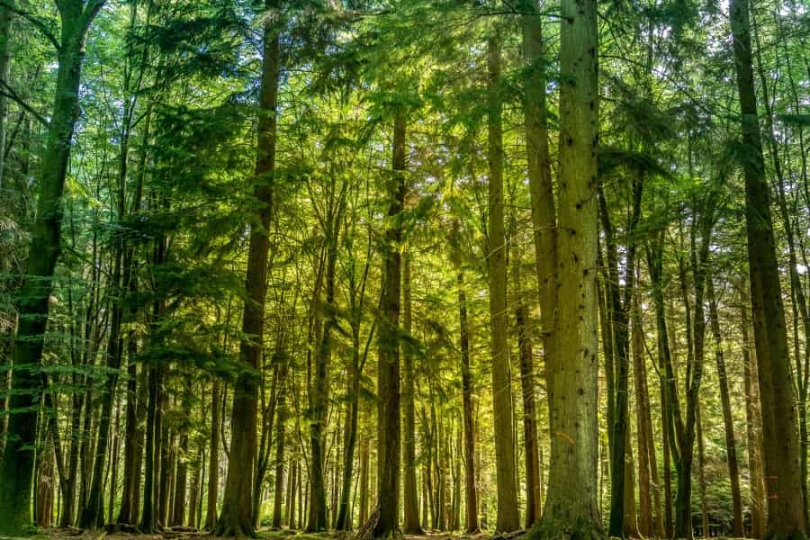 Tall Trees on the Rhinefield Ornamental Drive (Nick Fewings/Unsplash)