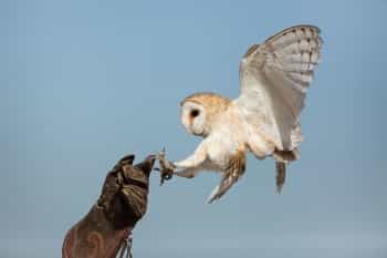 Trained barn owl. Pic by Carlos Delgado.