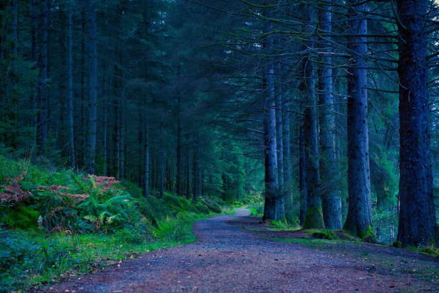 Well-made paths near Aberfoyle (Abhishek Banik/Unsplash)