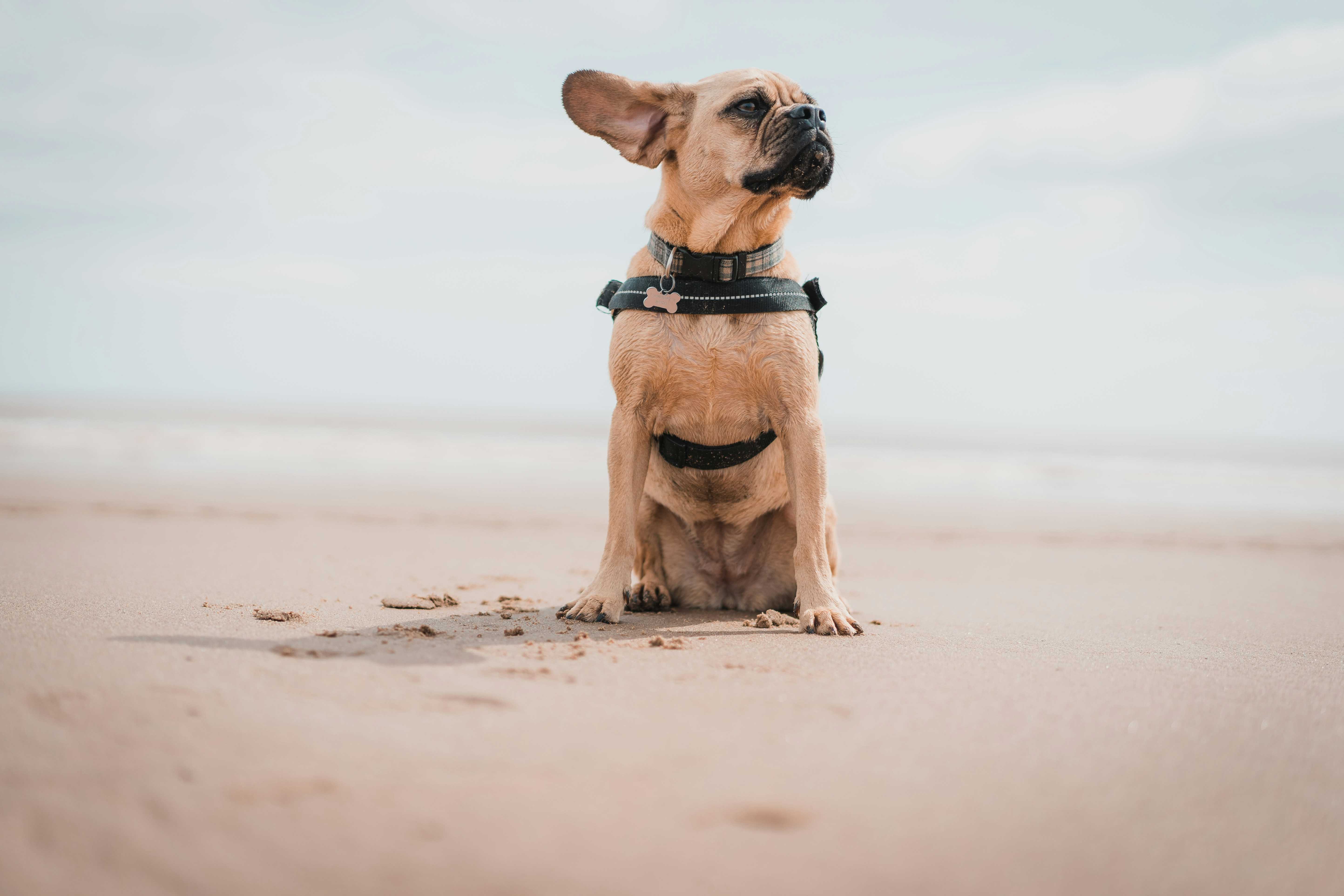 Dogs are welcome at Conwy Morfa beach (Tom Hills/Unsplash)